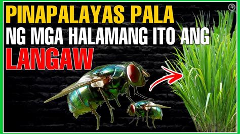 ano ang pang patay sa langaw